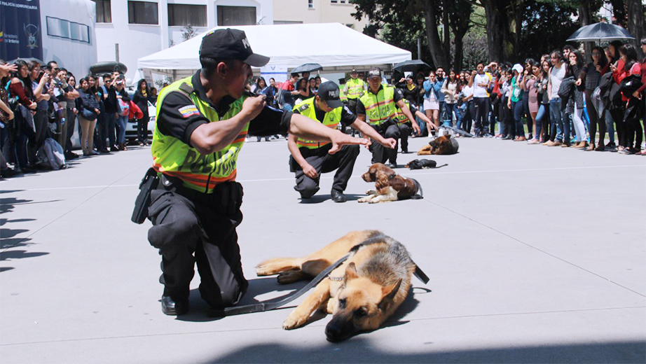 Police dogs exhibition